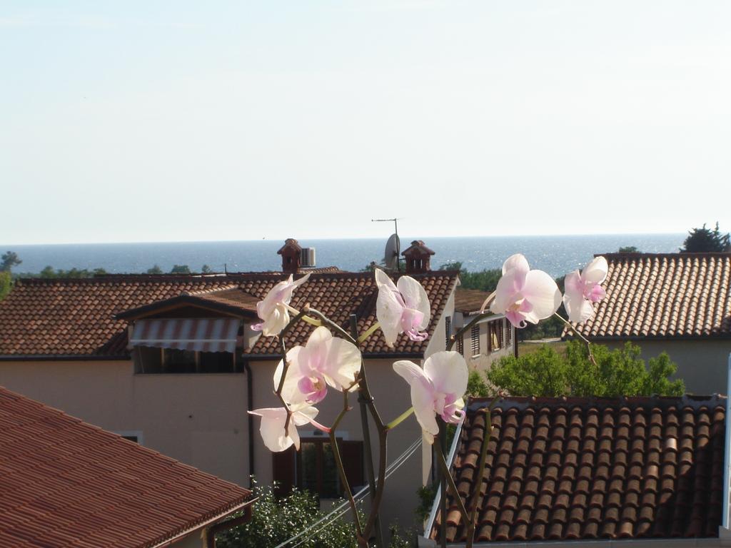 Apartments Miani Novigrad  Zewnętrze zdjęcie
